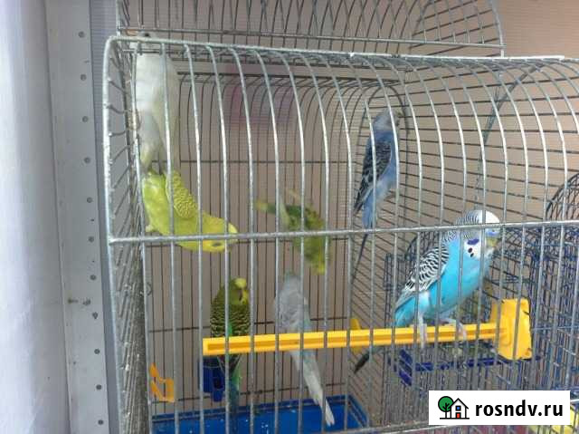 Волнистые попугаи, неразлучники, кореллы Тюмень - изображение 1