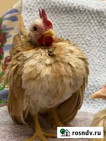 Малайзийская серама Москва - изображение 1