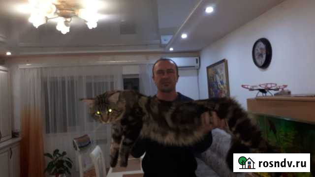 Мейн-кун вязка завидный крупный жених Новотитаровская - изображение 1