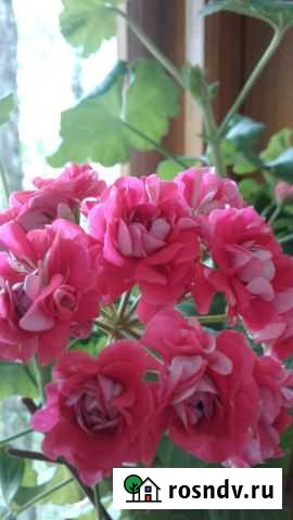 Пеларгонии сортовые розоцветковые Тула - изображение 1