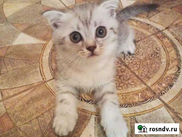 Британец Рязань - изображение 1