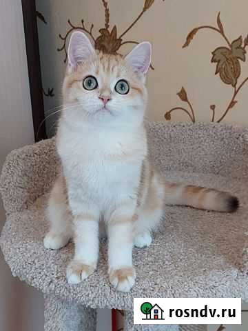 Маленькая леди в расписной золотой шубке Киров - изображение 1