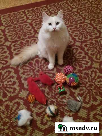 Кошка Новокуйбышевск - изображение 1