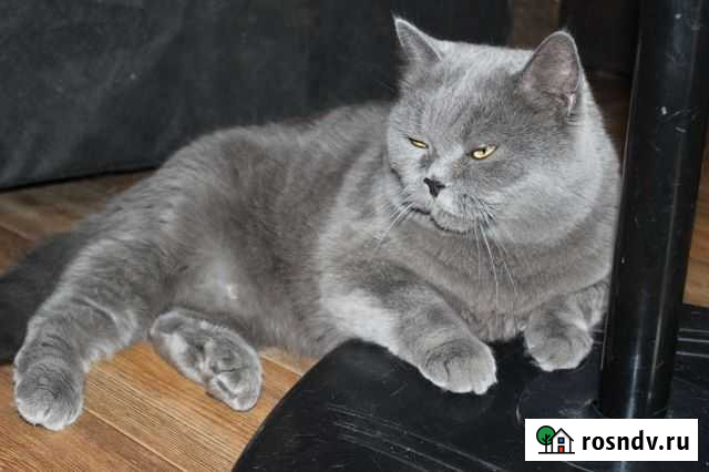 Отдам в добрые руки кота британца Новокузнецк - изображение 1