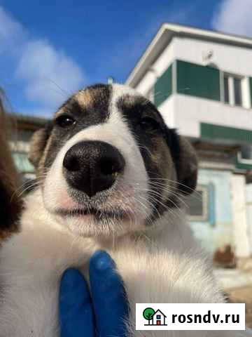 Щенок в частный дом Ульяновск - изображение 1