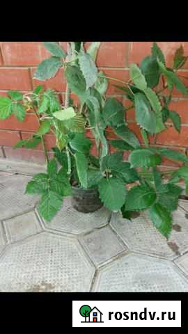 Саженцы ежевики Натчез Славянск-на-Кубани - изображение 1