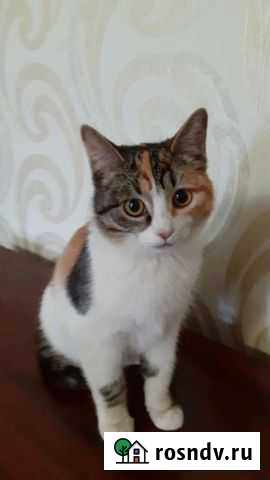 Котёнок в добрые руки Волгоград - изображение 1