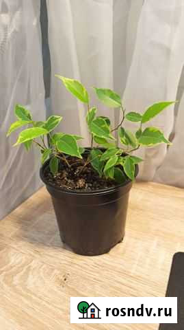 Фикус Бенджамина Тула - изображение 1