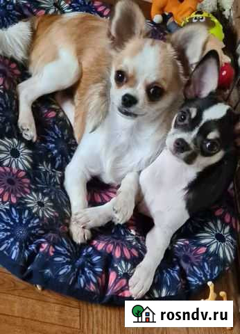 Щенки чихуахуа Сыктывкар - изображение 1