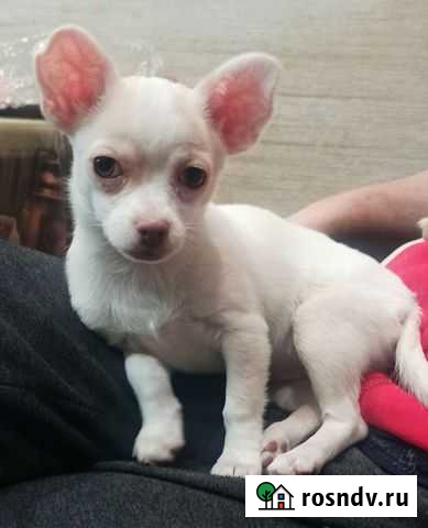 Щенок чихуахуа девочка Железногорск - изображение 1