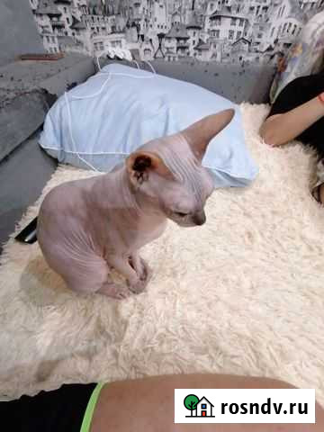 Канадский сфинкс Ульяновск - изображение 1