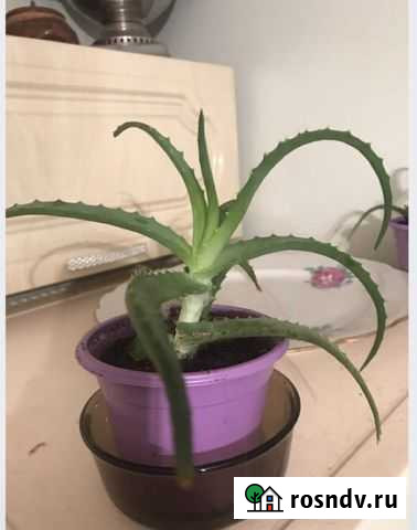 Алоэ Переславль-Залесский - изображение 1