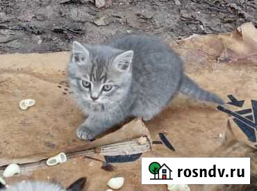 Котята в добрые руки Алексеевка - изображение 1