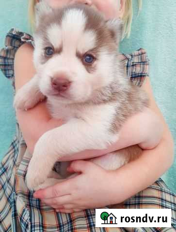 Щенки Сибирский Хаски Волосово - изображение 1