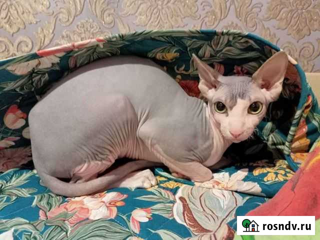 Канадский сфинкс бесплатно Марьянская - изображение 1