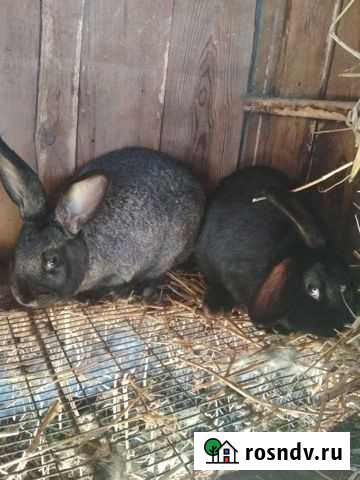 Кролик Майский - изображение 1