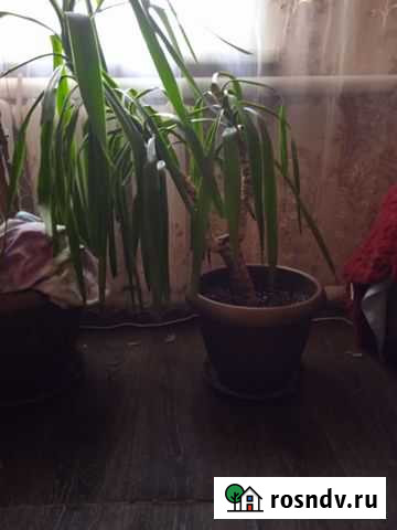 Пальма юкка Барнаул - изображение 1