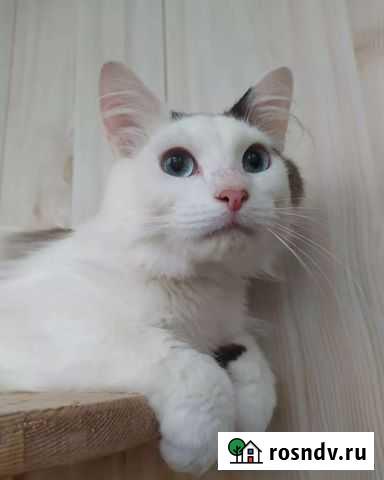 Кастрированный котик Альметьевск - изображение 1