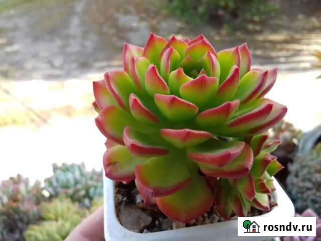 Крассулы, эуфорбия вариегата, седеверия Казаки - изображение 1