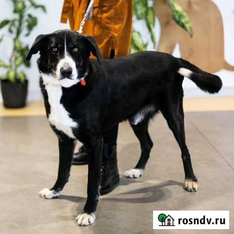 Пушок в поисках хозяина Подольск - изображение 1