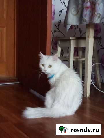 Сибирский котик в добрые руки Кстово - изображение 1