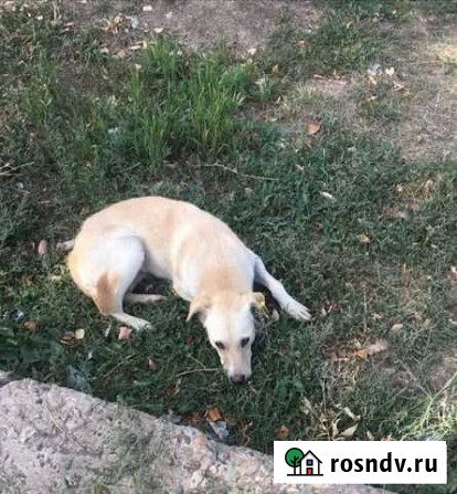 Собака Набережные Челны - изображение 1