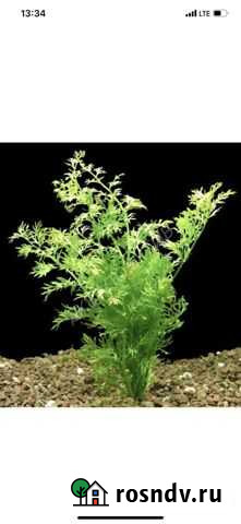 Папоротник индийский Курск - изображение 1