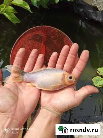 Рыбки для пруда Краснокумское - изображение 1