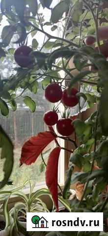 Томат балконный Голицыно - изображение 1