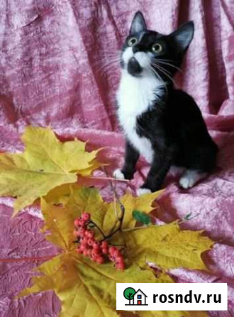 Котёнок в дар Раменское - изображение 1