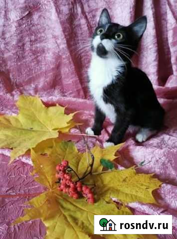 Котёнок в дар Раменское - изображение 1