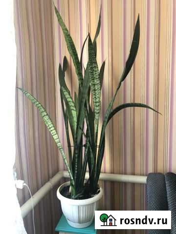 Сансевиерия Карла Либкнехта - изображение 1