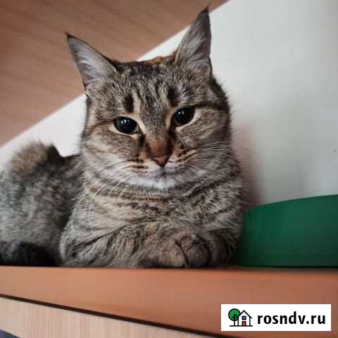 Кошечка Дося Ростов-на-Дону - изображение 1