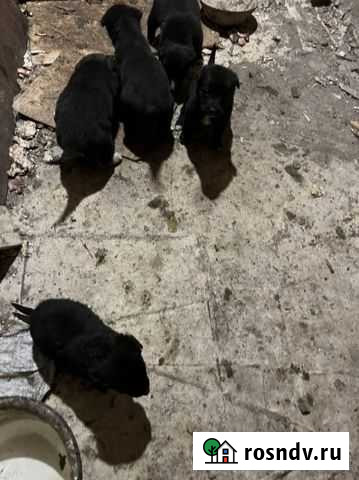 Отдам бесплатно щенки Ртищево - изображение 1