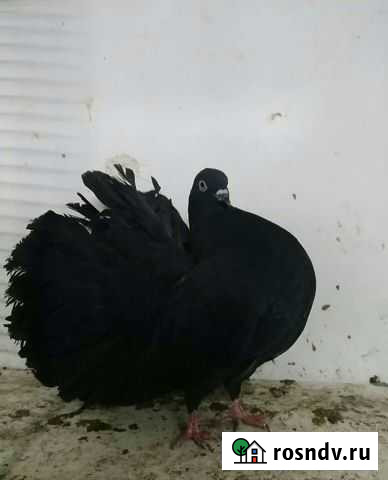 Павлины Белгород - изображение 1