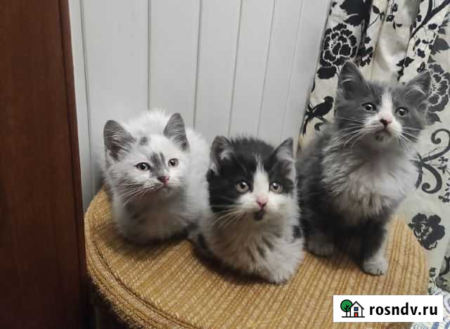Котята в добрые руки Калачинск - изображение 1