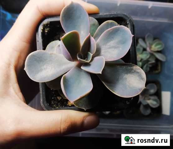 Продам ростки эхеверии Владимир - изображение 1