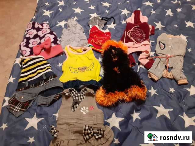 Желетка на чихуа и тоя Электросталь - изображение 1