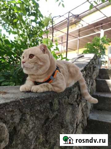 Вязка с шотландским вислоухим котом Севастополь - изображение 1