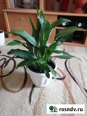 Спатифиллум Канск - изображение 1