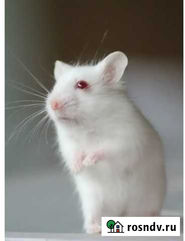 Продам джунгарика Казань - изображение 1