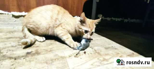 Котята Красногорск - изображение 1