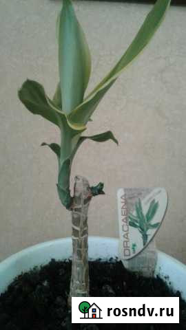 Драцена Лениногорск - изображение 1