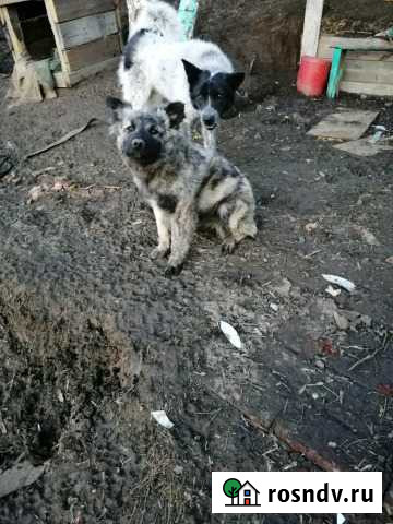 В Добрые руки Иркутск - изображение 1