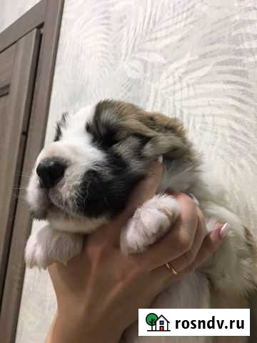 Собака Сургут - изображение 1