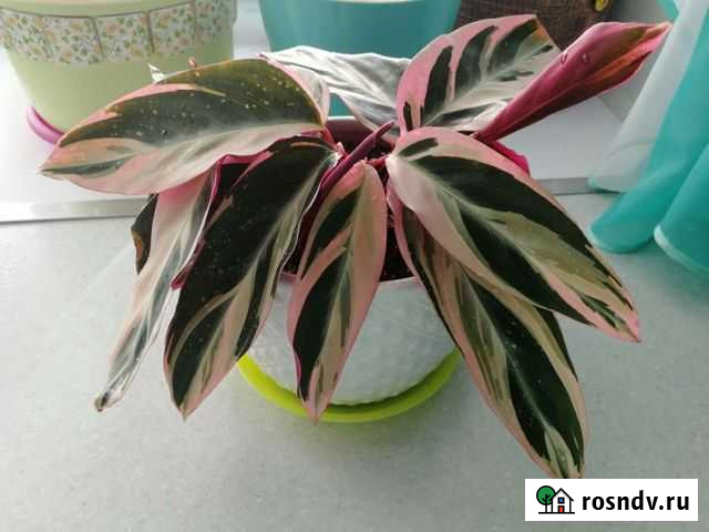 Строманта Triostar, в керам.кашпо (5 точек роста) Ярославль - изображение 1