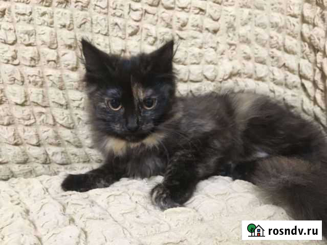 Котята в добрые руки даром Брянск - изображение 1