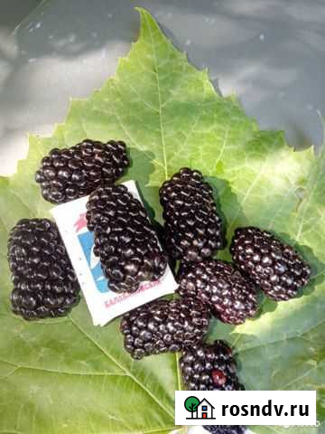 Саженцы ежевики Натчез, Лох тей,Торнфри с закрытой Новозыбков - изображение 1