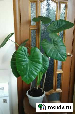 Алоказия крупнокорневищная большая Хабаровск - изображение 1