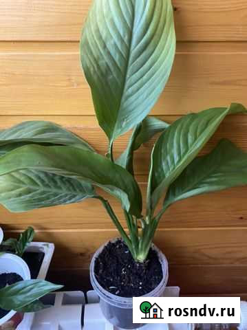 Спатифиллум Коломна - изображение 1